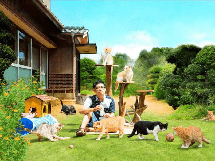 Neko Atsume House